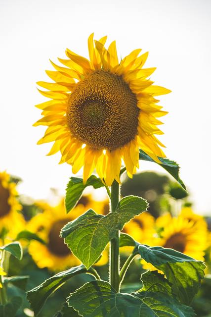 Cold Pressed Sunflower Oil